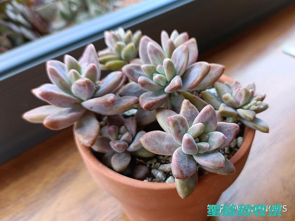 多肉植物养护：冬季保温与防冻技巧 (多肉植物养护方法)